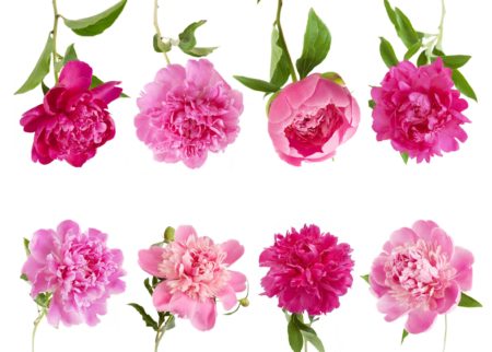 8 pink peonies on white background