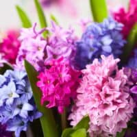 colorful Hyacinth
