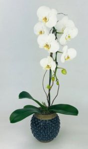 An elegant orchid with a white terracotta dotted planter that gives a coastal touch