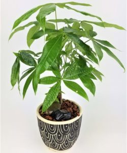 The Money Tree is said to bring prosperity and positive energy to any space. So give it to a loved one who is ready for some good luck!
