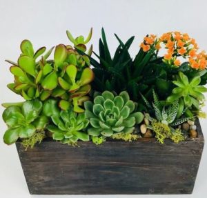 A rustic wooden box planted with a variety of echeveria, succulents and air plants for a long-lasting show piece