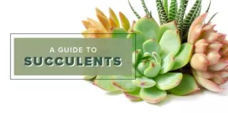 Lifestyle-Succulents-blog