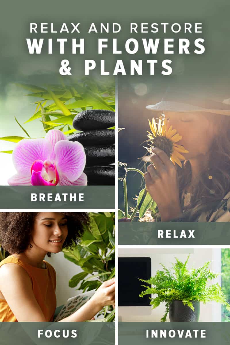 9 Ways Plants & Flowers Are Good for You