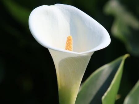 White Calla lily