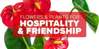Hospitality-and-Friendship—Blog